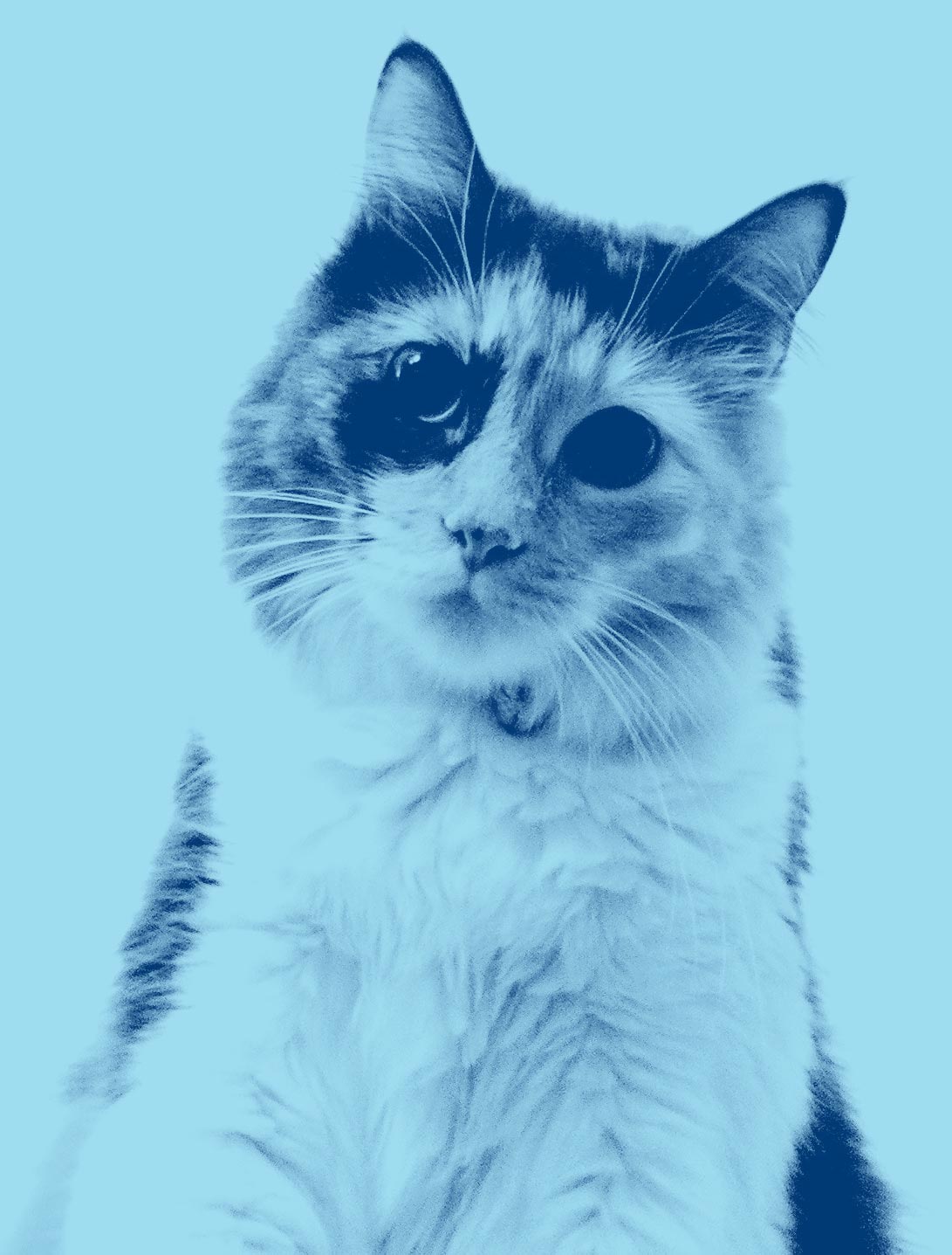 Blue Monotone Cat PRRRRRRR