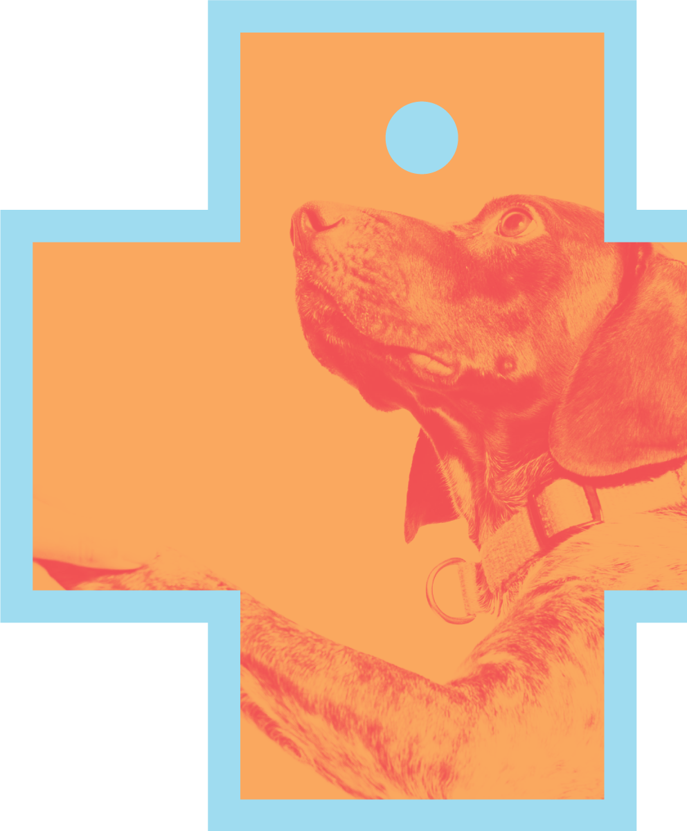 Red-orange monotone dog masked in cross animal tag. Here boy!