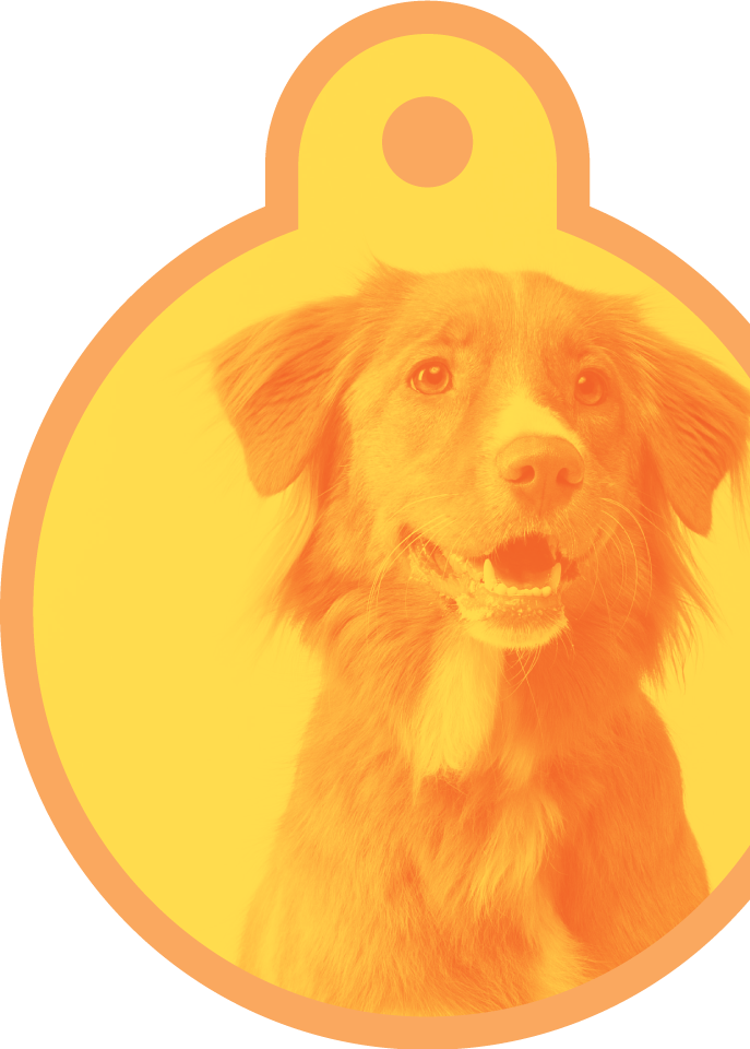 Yellow-orange monotone dog masked in circle animal tag. Who wants a treat?!? Chicago veterinarians.